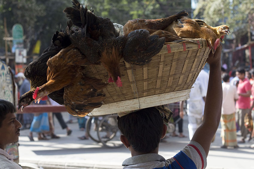 Das Bild zeigt einen Mann der einen Korb auf dem Kopf mit Hühner trägt. Hier könnten die Vögel fliehen, das sie nicht in einem Vogelkäfig sind.