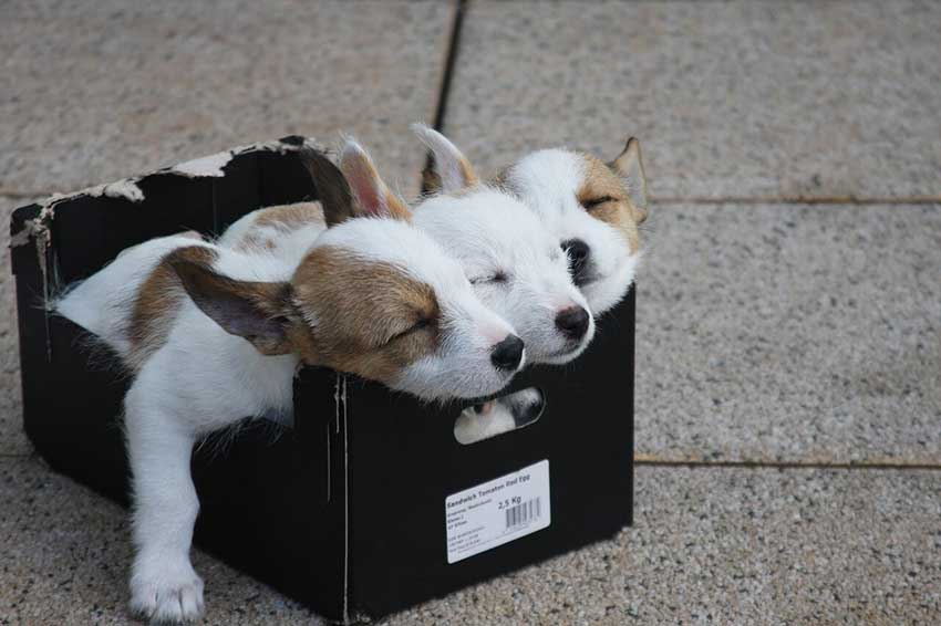 Als Transportbox für Tiere ist ein solcher Karton nicht die beste Wahl - besser ist da eine für das jeweilige Tier geeignete Tiertransportbox. Auf dem Bild sieht man 3 niedliche Hundewelpen, die in einem kleinen Pappkarton liegen uns zusammengekuschelt schlafen - obwohl eine solcher Karton als Tiertransportbox nicht so gut geeigent ist wie eine richtige Transportbox für tiere