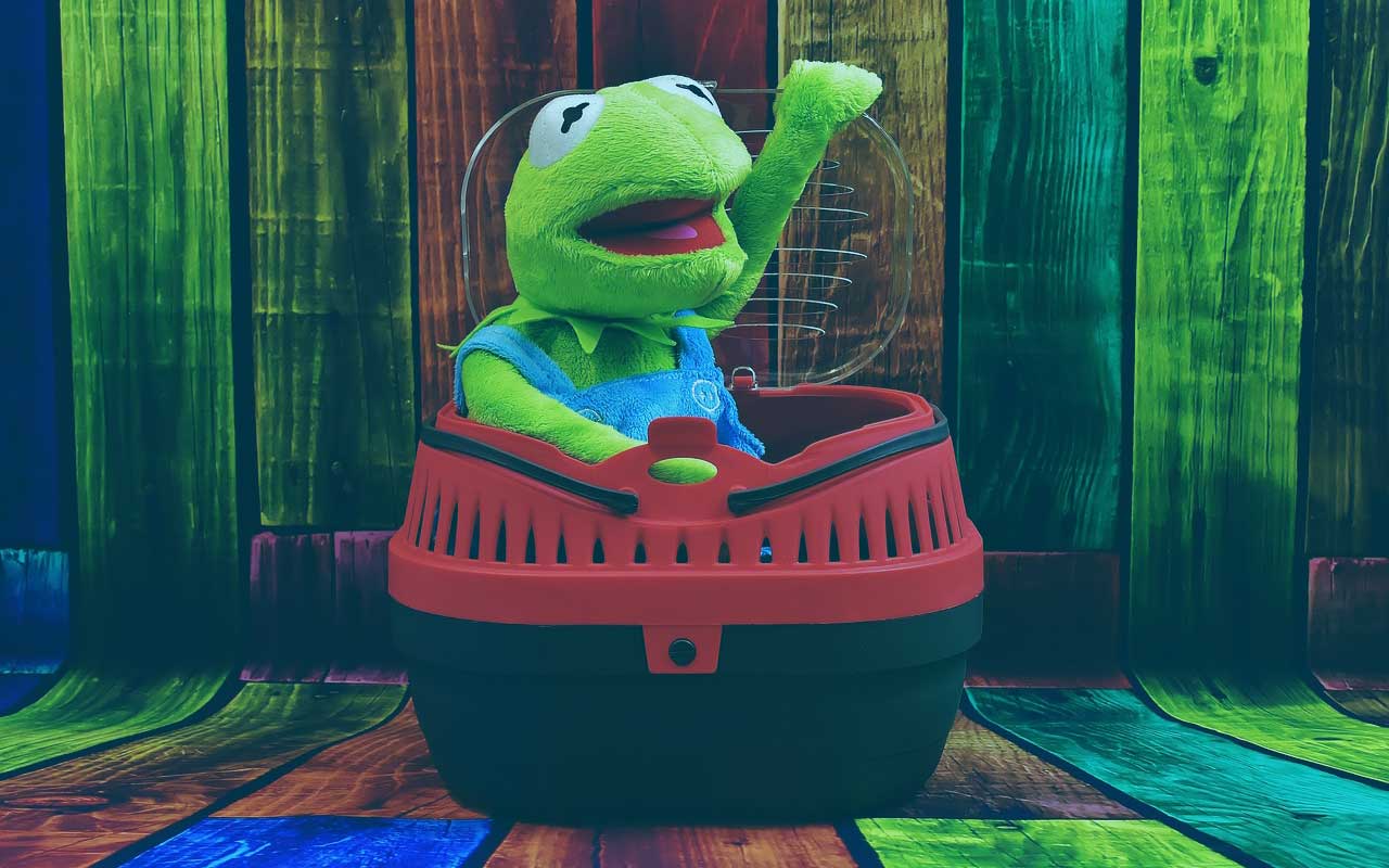 Auch Kermit fühlt sich in einer Trixie Transportbox wohl, die man auch bei transportbox-kaufen bekommen kann Auch Kermit fühlt sich in einer Trixie Transportbox wohl.