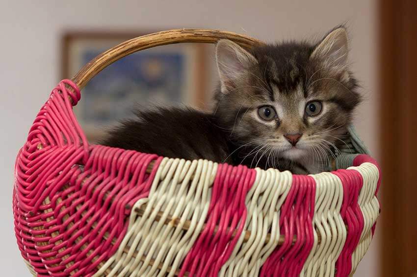 Ein süßes kleines Kätzchen in einem Weidenkörbchen